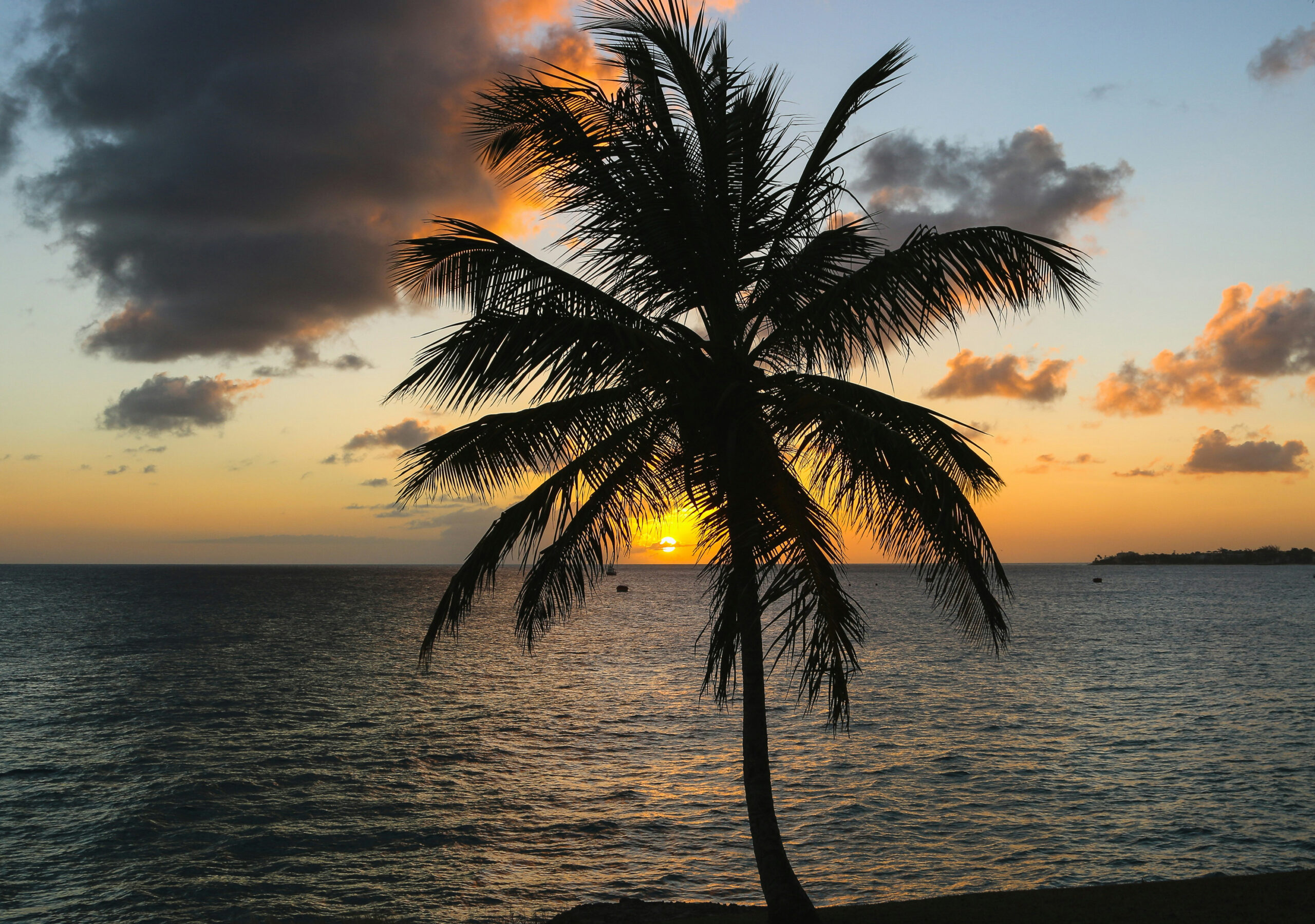 barbados palm tree